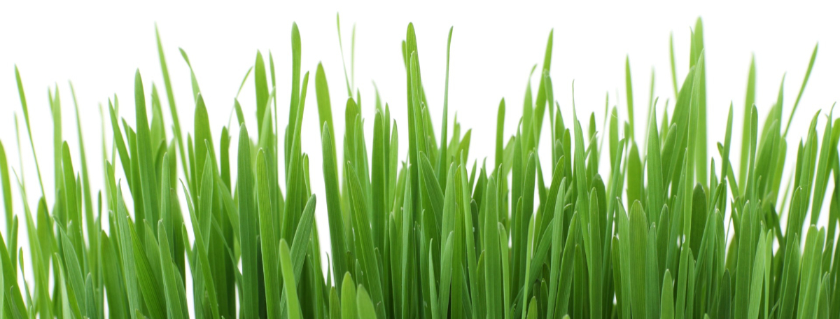 grass